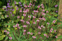 Verbena hastata 'Rosea'IJzerhard bestellen